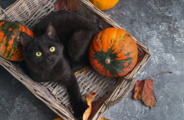 pumpkin for cats