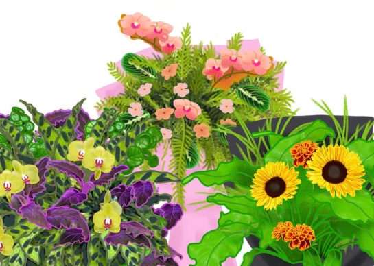 flowers safe for cats