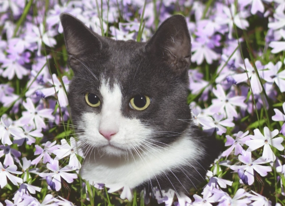 non toxic flowers for cats