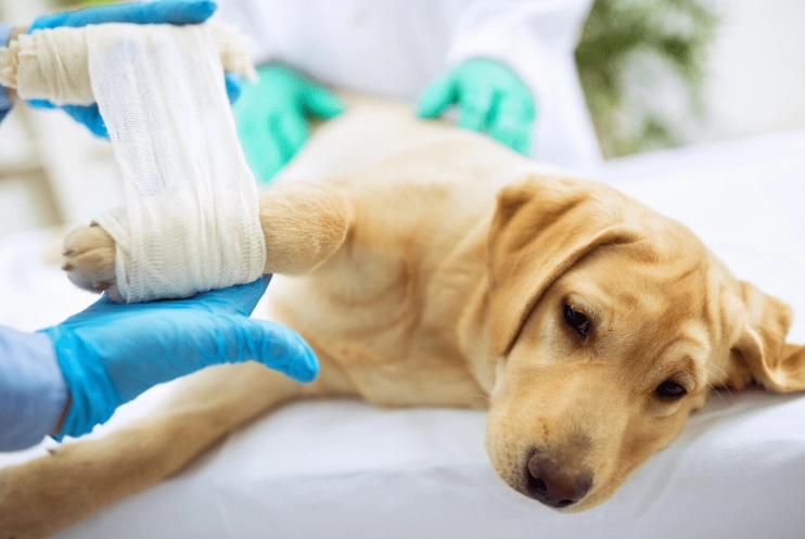 what can you give a dog for pain