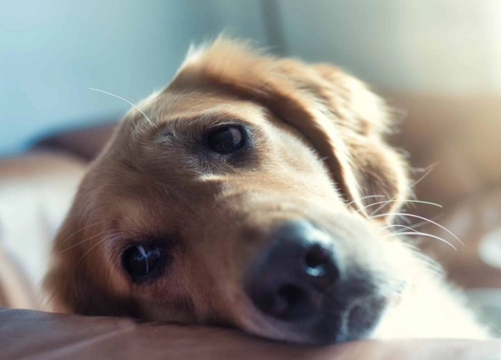 safe pain medication for dogs