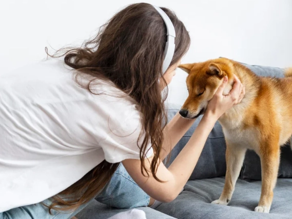 safe pain medication for dogs