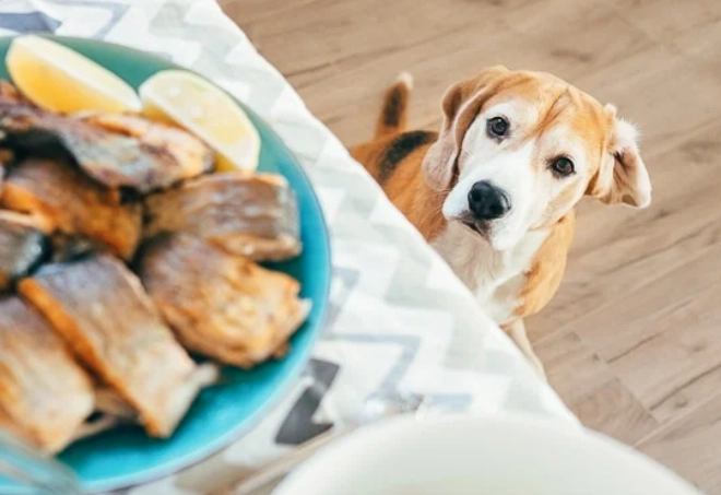 tuna for dogs
