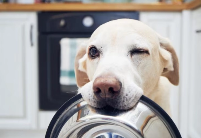 is tuna good for dogs