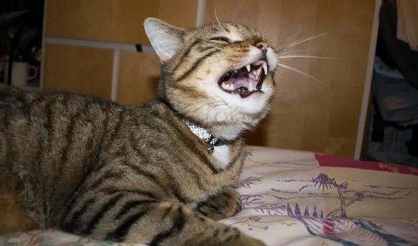 cat sneezing treatment