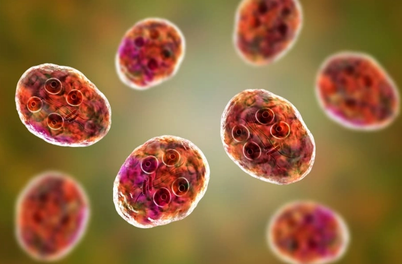 cat giardia treatment