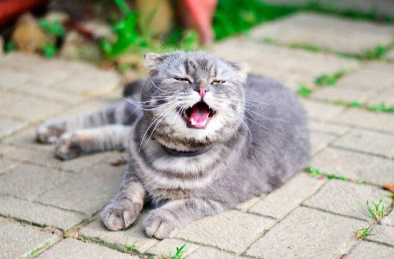 cat sneezing treatment