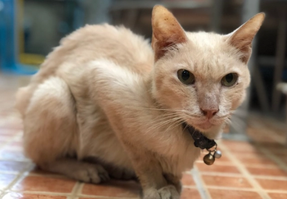 is giardia in cats contagious to humans