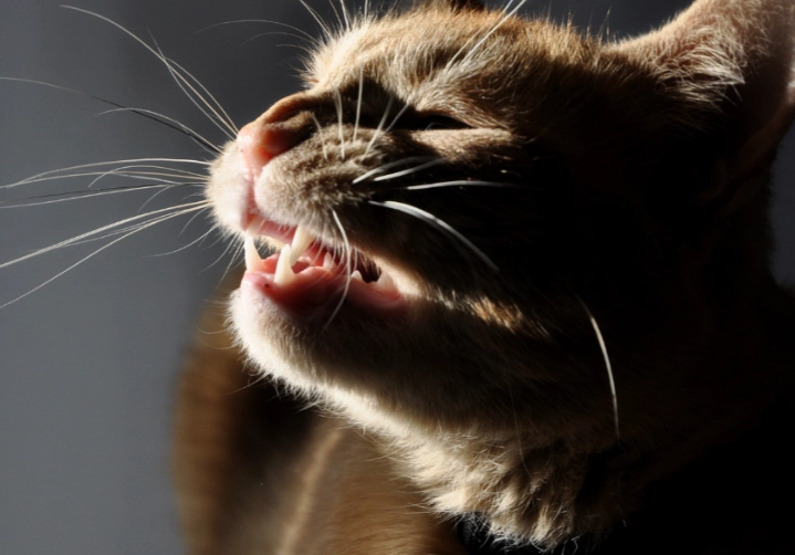 cat respiratory infection