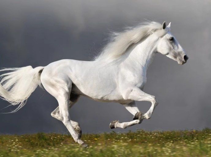 fastest horse breed