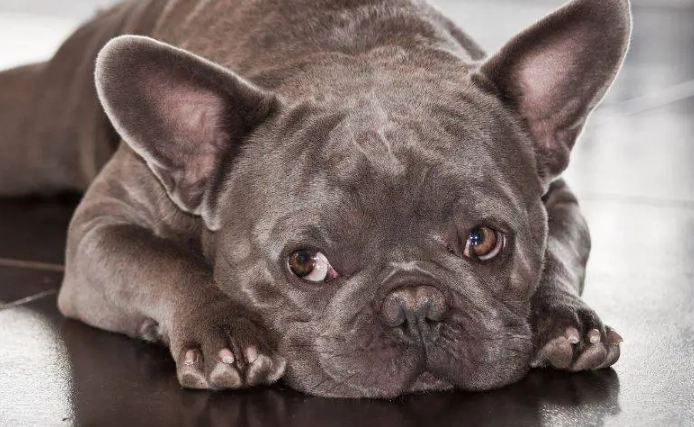 blood and mucus in dog stool