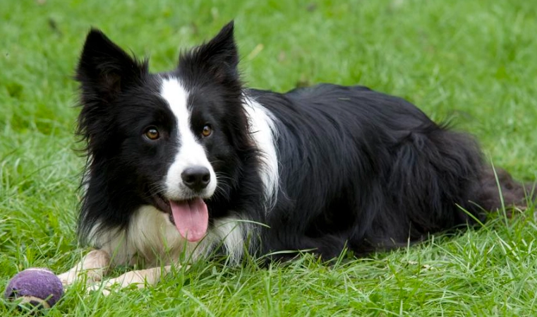 intelligent dog breeds list