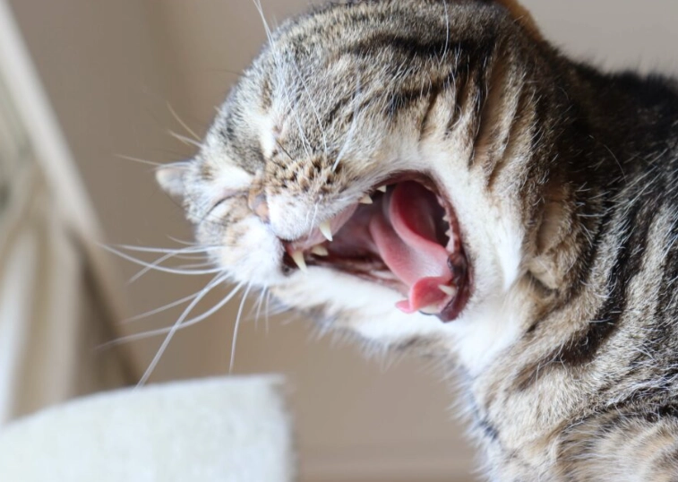 why is my cat sneezing
