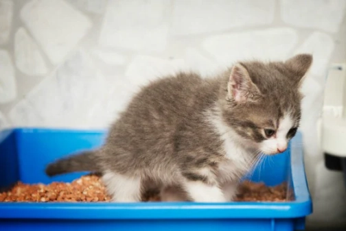 cat giardia treatment