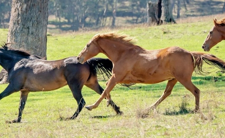 horse top speed