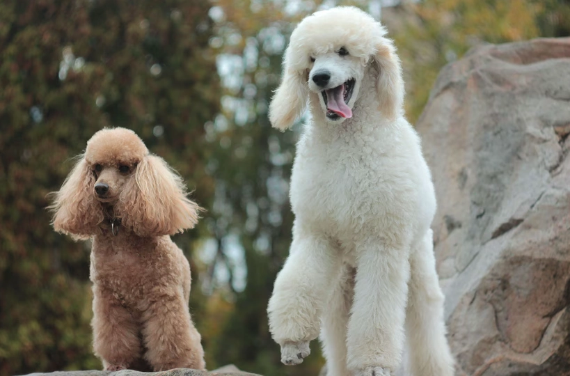 poodle sizes