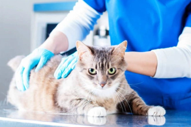 is giardia in cats contagious to humans