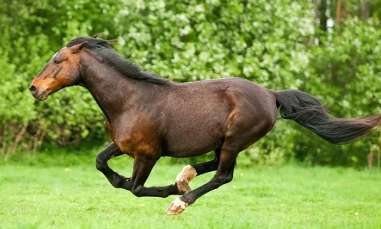 how fast can a horse run