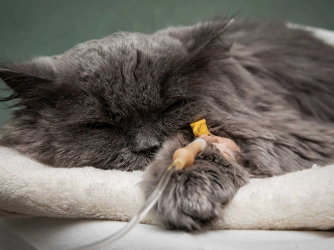 giardia in cats symptoms