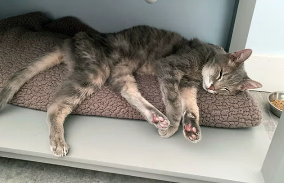 hyperactive thyroid cats