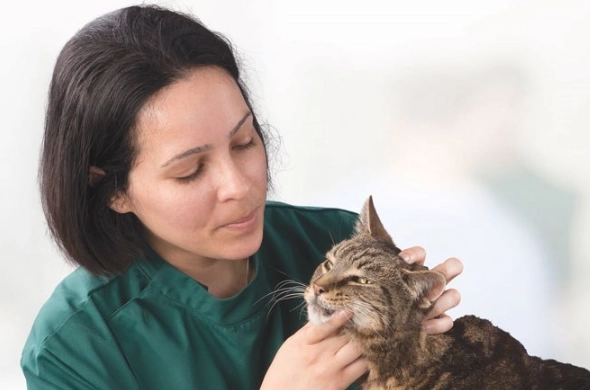 treating hyperactive thyroid cats