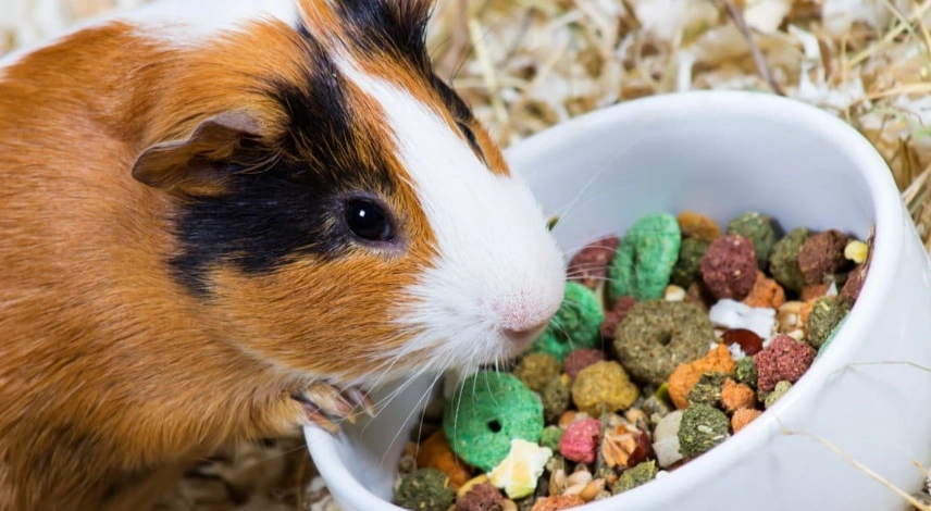 guinea pig hay