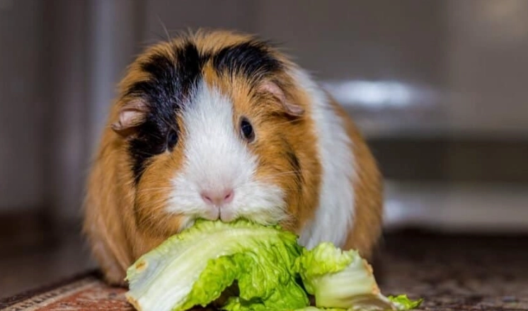 guinea pig diet