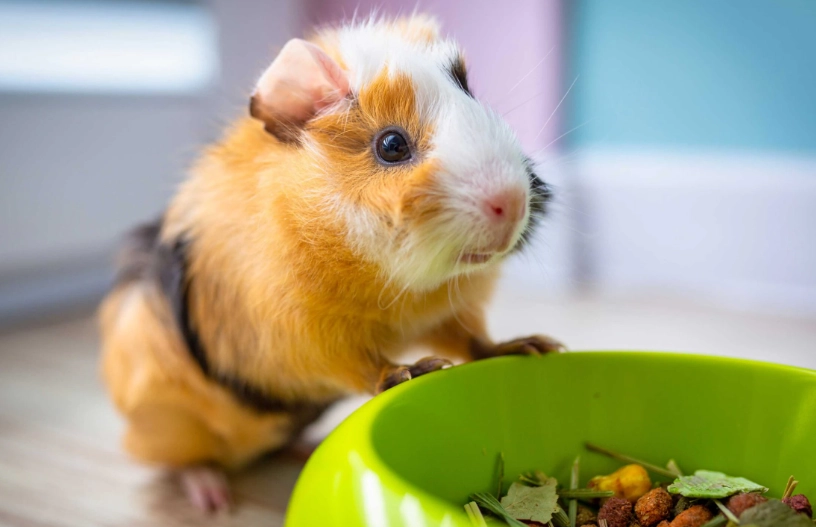 safe vegetables for guinea pigs