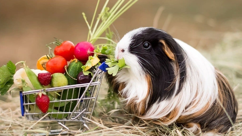 what do guinea pigs eat