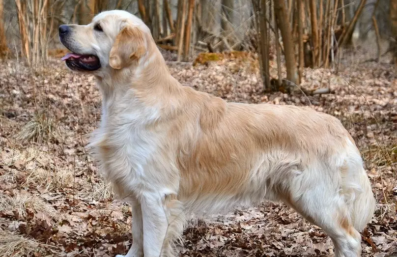 golden retriever lifespan