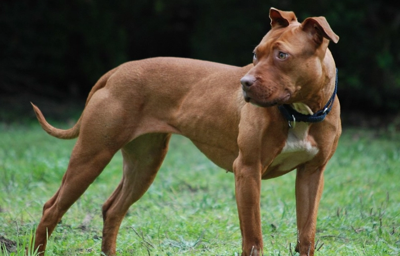 pitbull terrier temperament