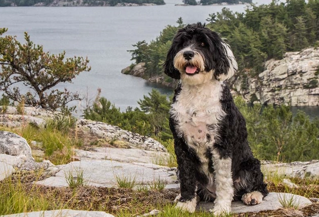 Portuguese Water Dog