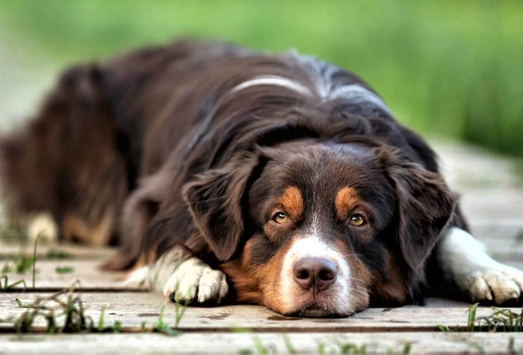 canine liver failure