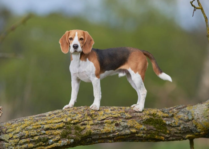 scent hounds vs sighthounds