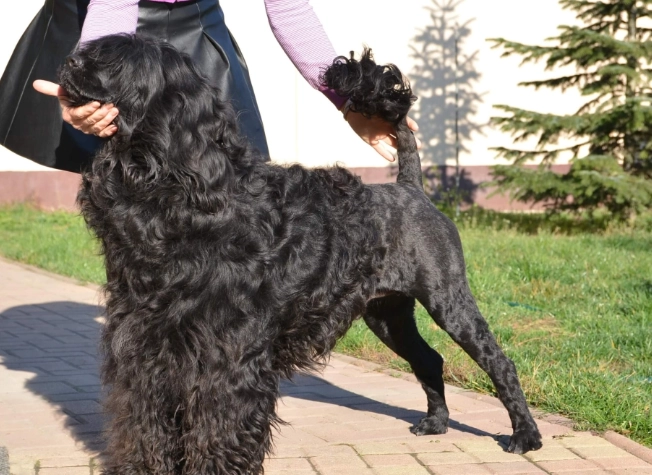 Portuguese Water Dog hypoallergenic