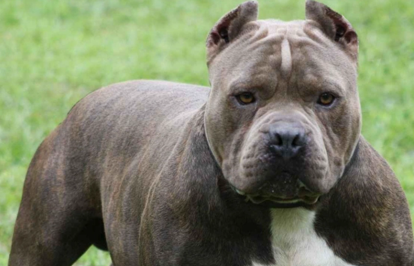 pitbull terrier care