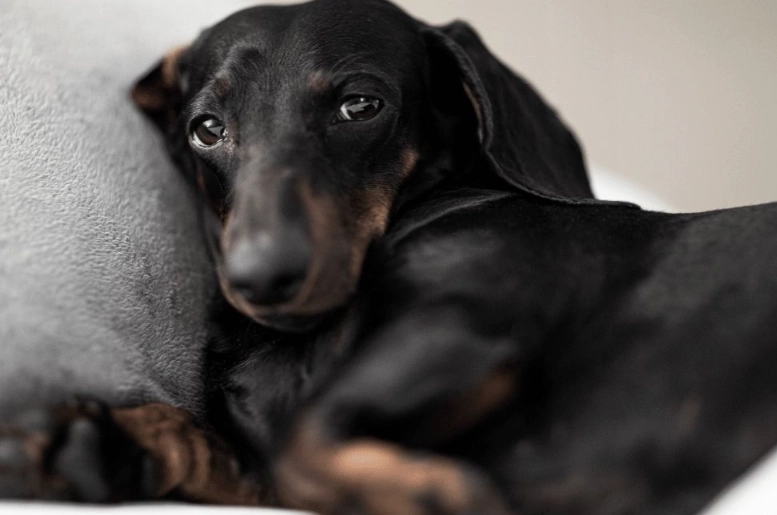 zyrtec for dogs dosage