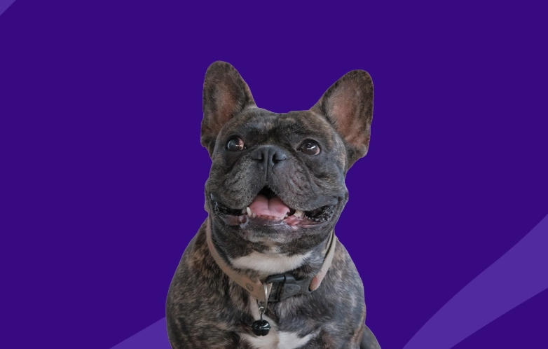 zyrtec for dogs dosage