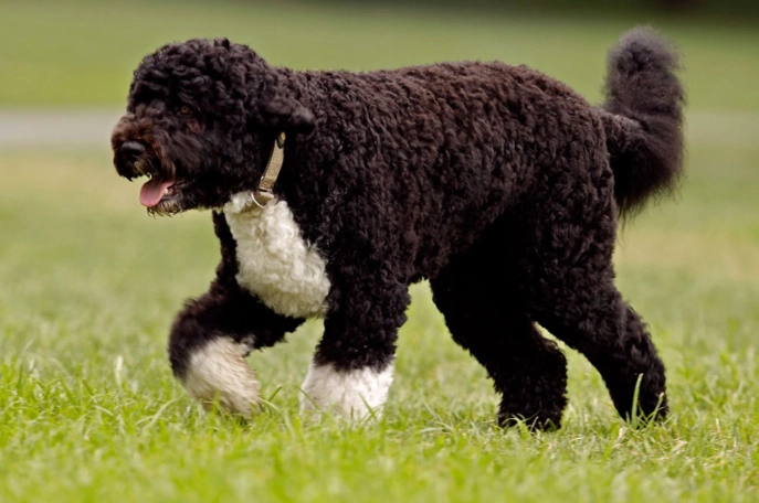 Portuguese Water Dog breed