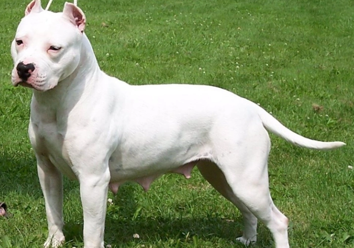 pitbull terrier temperament