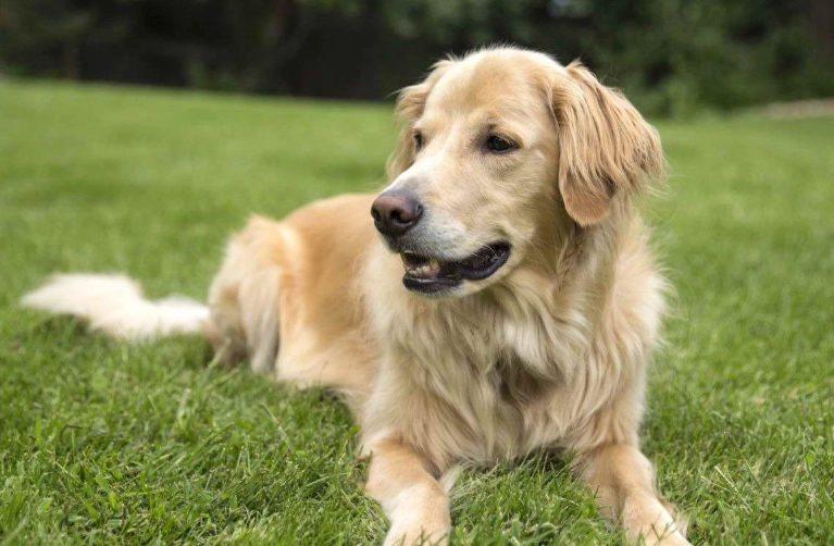 how long do golden retrievers live