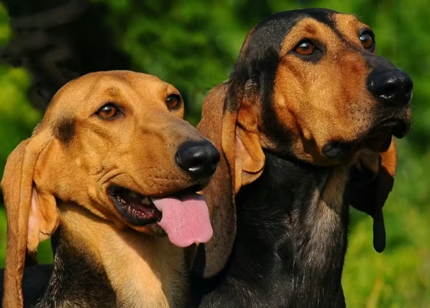 scent hounds vs sighthounds