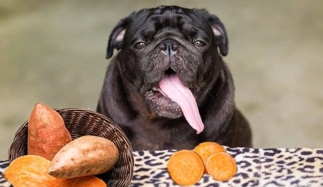 is sweet potato good for dogs