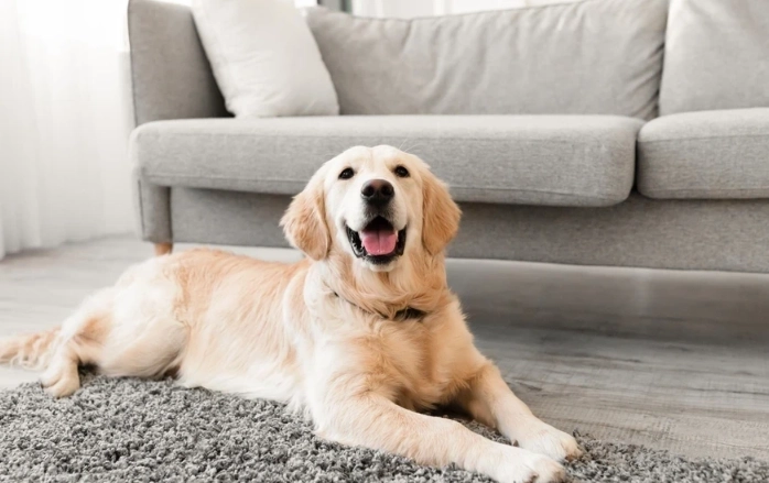 how long do golden retrievers live