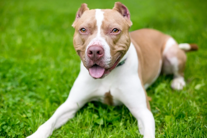 pitbull terrier care