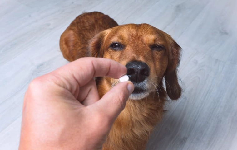 dog allergy medicine