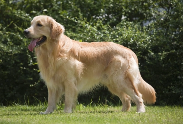 how long do golden retrievers live