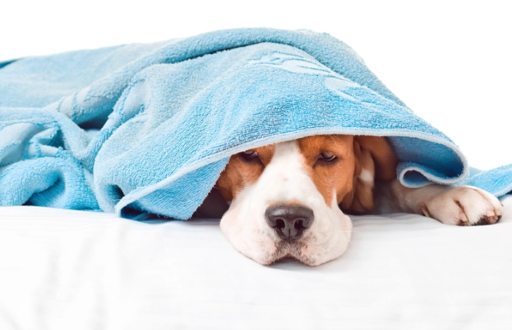 canine liver failure