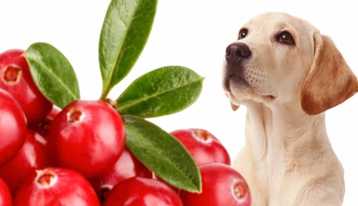 cranberries for dogs