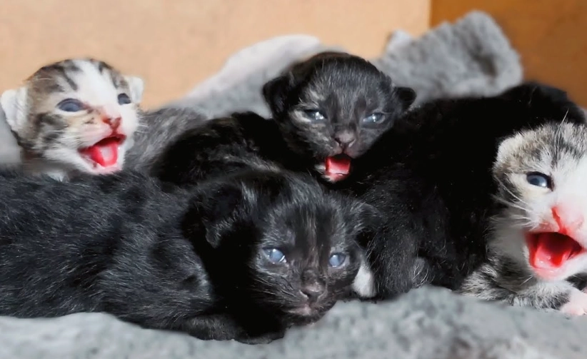 when do kittens open their eyes